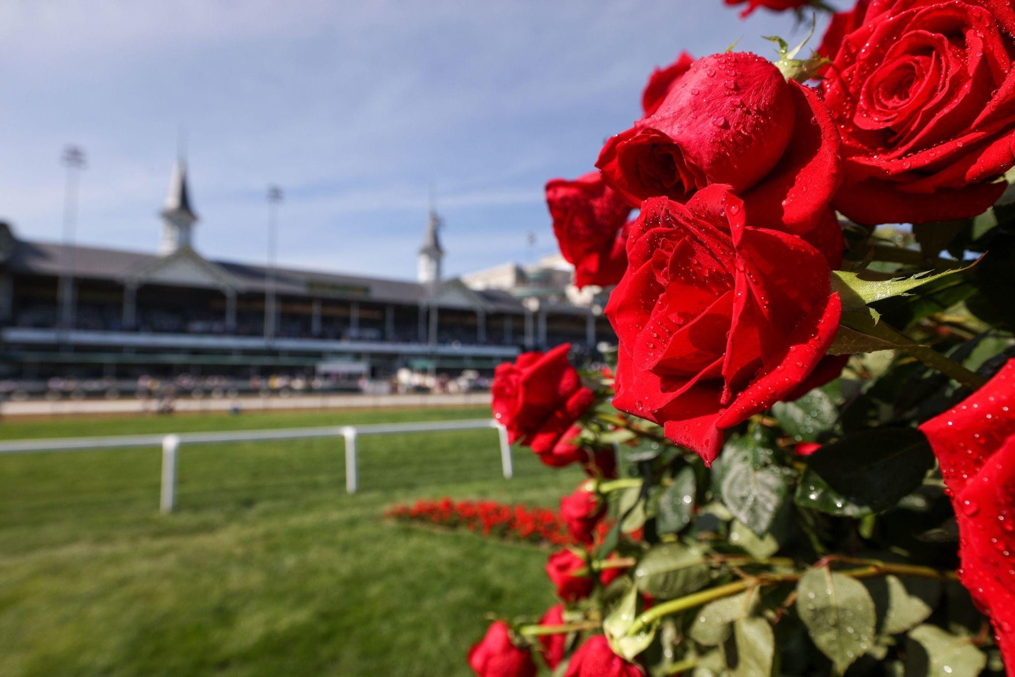 Red roses at the Kentucky Derby horse racing track